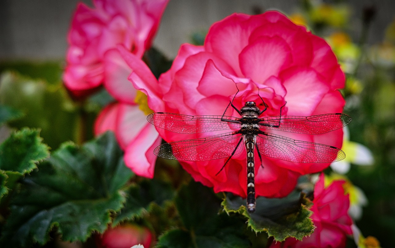 Biodiversity on the Edge: What Can We Do to Protect It?